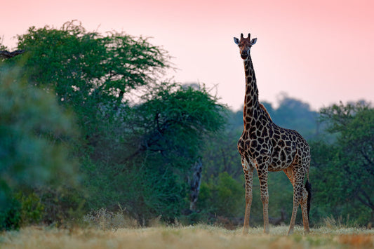 Writing Romance in the Wilderness: Why Africa Makes the Perfect Backdrop for High-Stakes Love